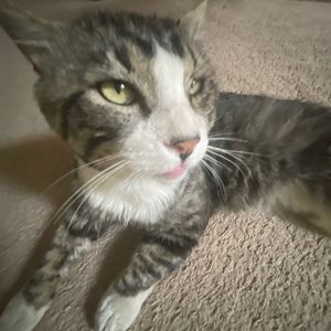 Meet your Posher, Makiya